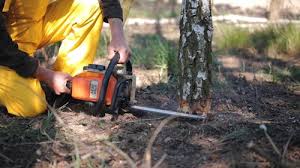 Best Tree Mulching  in Sumiton, AL